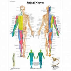 Plakat Spinal Nerves 50x67cm