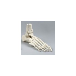 Skelet fod med fleksible led