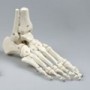 Skelet fod med fleksible led