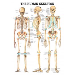 Plakat Anatomien i menneskets skelet