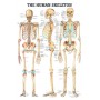 Plakat Anatomien i menneskets skelet 70X100 cm.