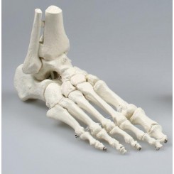 Skelet fod med fleksible led 